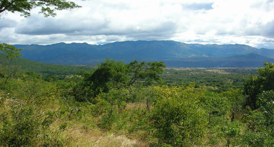 Image Alt Text